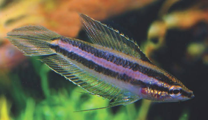 A new licorice gourami - Aqualog.de