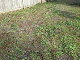 Or, you could try using a paint stripping heat gun to crisp the weeds in your gravel. Help Removing Weeds From Gravel Driveway