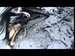 Watak ini adalah ketam gergasi yang dilitupi dengan harta karun. Ketam Nipah Gergasi Youtube