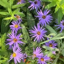 Image result for Aster chimanimaniensis