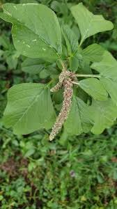 Image result for Amaranthus blitum