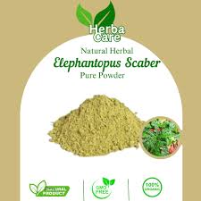 Image result for Elephantopus scaber