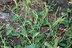 Image result for Alysicarpus zeyheri