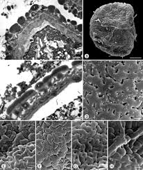 Image result for isolona lebrunii