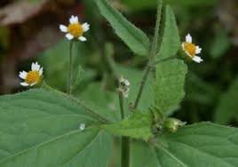 Image result for Galinsoga parviflora
