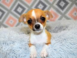 Check spelling or type a new query. Chihuahua Dog Female Chocolate And Tan 2809986 Petland Dunwoody Puppies For Sale