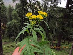 Image result for Senecio serratuloides