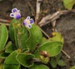 Image result for Stemodiopsis buchananii