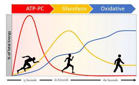 The 3 Energy Production Pathways Atp Pc Glycolysis And Oxidative Systems More Info At Friendsfitnessfreedom Com Fisiologia Biologia Examen