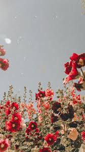 Red Flowers Love Flower Aesthetic Flower Wallpaper Aesthetic Iphone Wallpaper