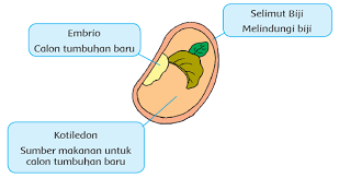 Check spelling or type a new query. Pembelajaran 2 Subtema 4 Pertumbuhan Dan Perkembangan Tumbuhan Mikirbae Com