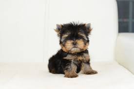 Classy tiny teacup yorkie & small toy size yorkies too. The Complete Teacup Yorkie Care Guide Price Lifespan And More Perfect Dog Breeds