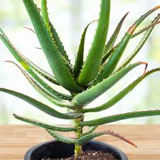 Image result for Aloe wildii
