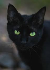 Beautiful Black Cat With Purple Eyes Tea In The Afternoon Crazy Cats Black Cat Pretty Cats