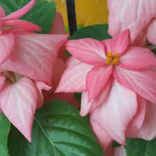 Image result for Mussaenda rivularis