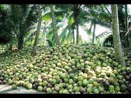 To collect coconuts one may use a stick or a monkey. How To Farming Coconut Coconut Harvesting Farming Amazing Coconut Tree Life Cycle Youtube