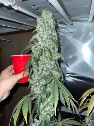 Andrew colas, president & ceo contact. I Hear You Like Big Colas Microgrowery