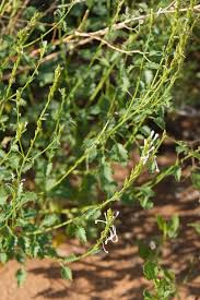 Image result for Chascanum