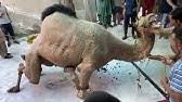 Camel qurbani of the year 2018 eid ul azha in pakistan. Amazing Camel Qurbani Video 2018 Eid Ul Adha Youtube