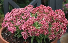 Image result for Crassula alba