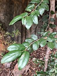 Image result for Drypetes