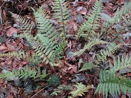 Image result for Polystichum sinense