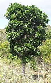 Check spelling or type a new query. Cupaniopsis Anacardioides Wikipedia