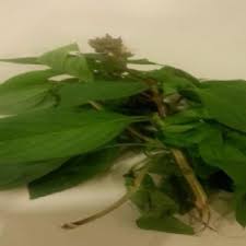 Image result for Ocimum filamentosum