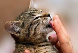 Top 5 Ways To Show Your Cats Love That They Can Understand Pet Lovers Cats Cat Sleeping Getting A Kitten