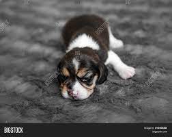 Meet the world's first ivf puppies: Cute Newborn Beagle Image Photo Free Trial Bigstock