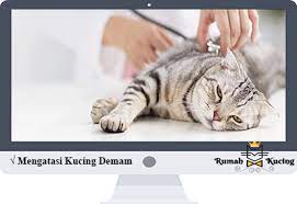 Tidaklah sama antara menangani tanda kucing sakit demam dengan kucing sakit mata. 15 Ciri Ciri Kucing Demam Dan 5 Cara Mengatasinya Lengkap