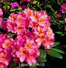 Miyama Dolcemente Rhododendron Monrovia Plants Plants Rhododendron
