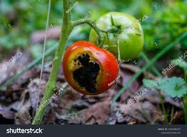 Image result for Colletoecema