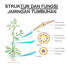 Materi pelajaran sosiologi sma semester 1/2 kelas 12 rpp sosiologi satu lembar. Rangkuman Materi Biologi Kelas 11 Sma Bab 2 Struktur Dan Fungsi Jaringan Tumbuhan Kurikulum Pelajaran