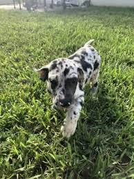 These great dane puppies located in florida come from different cities, including, port charlotte, orlando, melbourne, lake helen, fort pierce, bronson. Allie Akc Great Dane Puppy For Sale In Grabill In Lancaster Puppies Great Dane Great Dane Puppy Dane Puppies