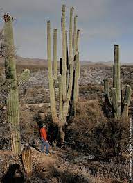 The age of a cactus may be determined by measuring its height. 4 Oldest Cacti In The World Oldest Org