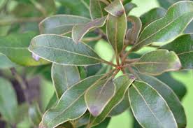 Image result for Euclea natalensis