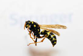 3 Common Wasps In Iowa Paper Wasps Long Bodies And Legs Large Exposed Nests On The Eaves Of House Or At The End Of Open Pipes Tree Trunks Wasp Cedar Rapids