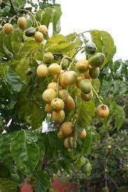 Can anyone help identify these two fruit trees? Unique Fruit The Tropical Fruit Identification