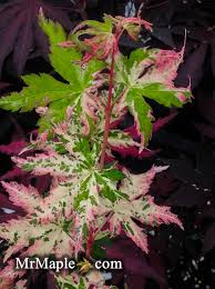 Acer negundo 'variegatum' (variegated box elder). Pin Na Klony