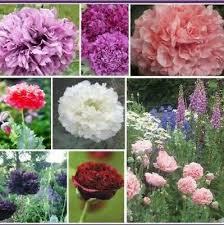 Free pack of wildflower seeds free samples without from www.pinterest.com. 100 Double Poppy Peony Mix Flower Seeds Free Shipping Fresh Seed Ebay In 2021 Flower Seeds Poppy Flower Seeds Blooming Plants