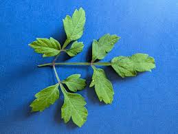 Image result for Cardiospermum corindum