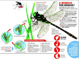 The dragonfly catches small insects with jagged jaws right on flies are excellent flyers, and yet few of them manage to escape the dragonfly. Dragonfly Dragonfly All Set To Be Part Of Dengue Control Measure In Tamil Nadu Chennai News Times Of India