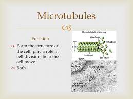 Check spelling or type a new query. Chapter 1 Centrosome Function Organization Center For Microtubules And Provide Structure For The Cell Both Ppt Download