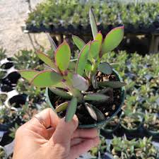 Image result for Senecio propior