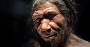 Spectacular Science! Lab-Grown Mini Neanderthal Brains Could Explain What  Makes Humans Different