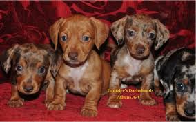 Check out our puppy guarantee page for more info! Dachshund Puppy Dog For Sale In Athens Georgia