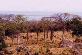 Image result for Caucanthus auriculatus