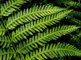 Image result for Pteris tripartita