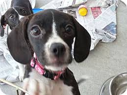 All city of richmond, va residents are legally required to purchase an annual $10.00 license for each pet owned. Richmond Va Boston Terrier Meet Penny A Pet For Adoption